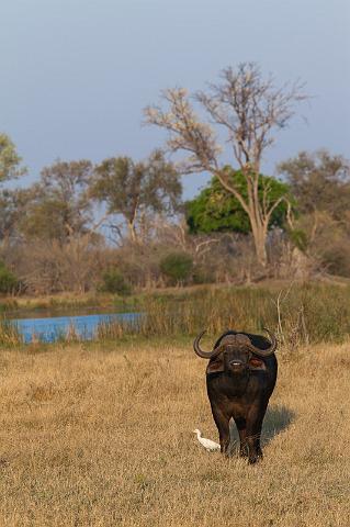 193 Linyanti, buffel.jpg